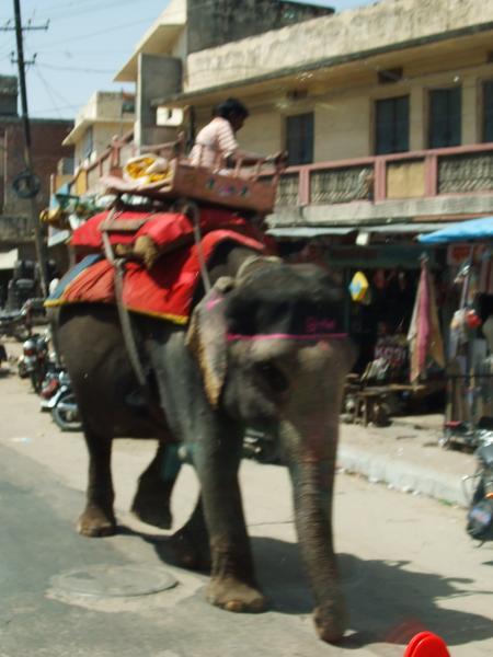Elephant in Jaipur