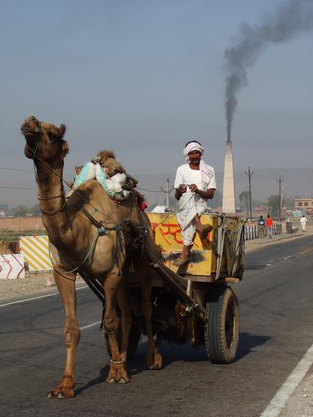 Camel cart in Jaipur