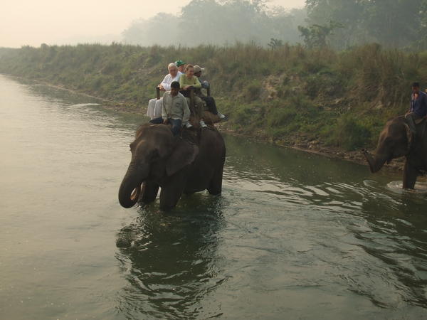 Elephant in river