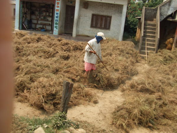 Man raking wheat in Tharu village