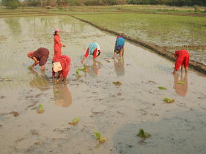 Tharu women working in rice paddy