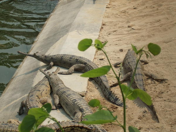 Gathering of gharial aligators