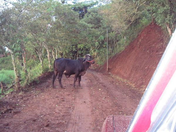 Cow on the Road...