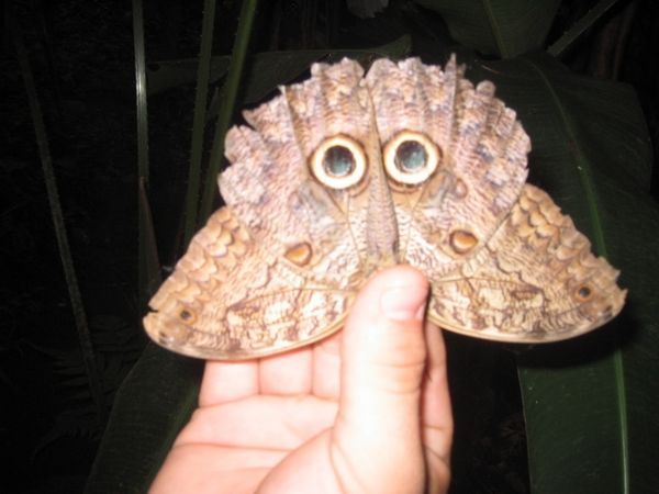 Looks like an owl