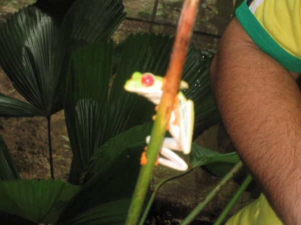 Frog--only found in Costa Rica