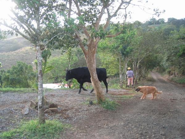Osita cautiously follows the bull