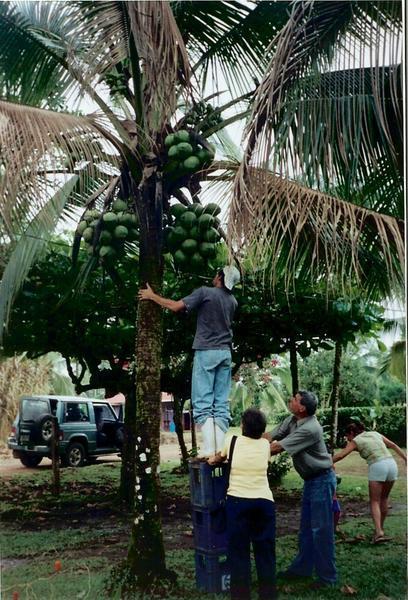 Working the coconut tree