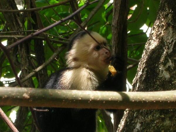 Monkey in M. Antonio park