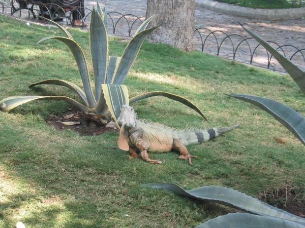 Many iguanas in Bolivar Park, GYE