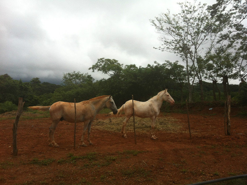 Horses along the road to Jaco