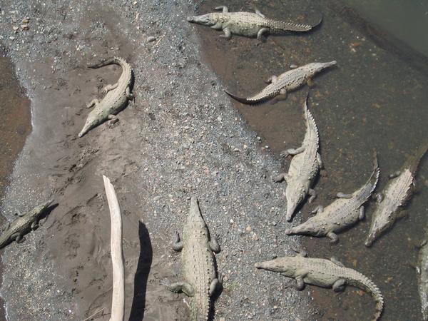 Crocodiles at Tarcoles