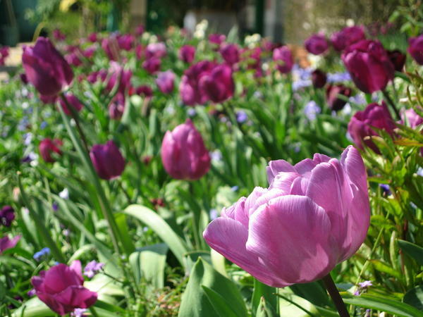 Flowers at Monet's garden