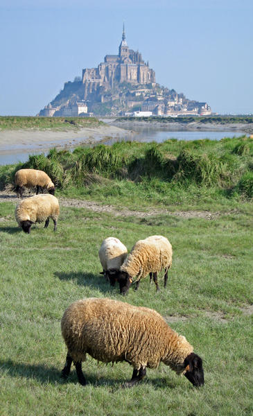 Sheep at Mont St. Michel
