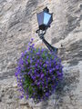 Flowers on the city wall