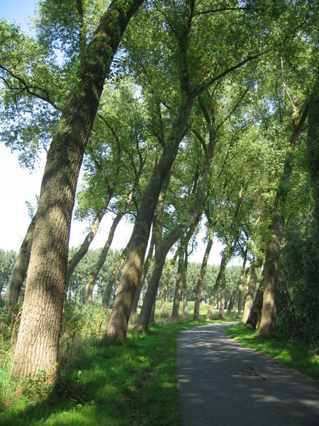 Trees along the trail