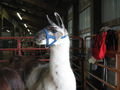 Llama at the county fair