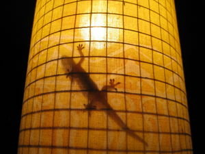 Gecko on lamp