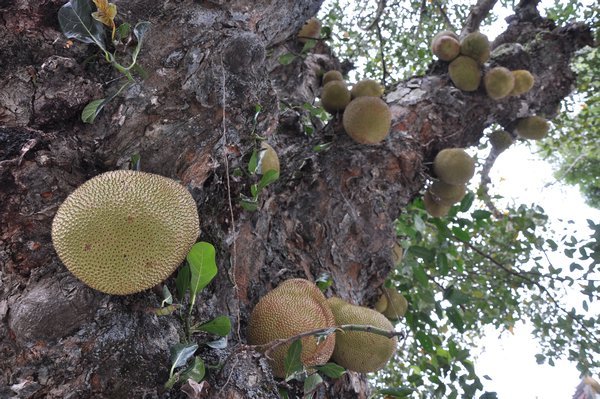 Jackfruit growing off the side of a tree, these could do some damage if the fell on you