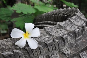 These little frangipani flowers are everywhere, they tend to fall off trees onto sidewalks and streets