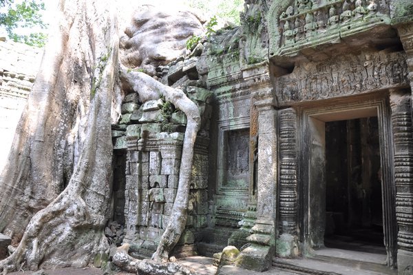 Many portions of the temple are overgrown with huge trees at Ta Prohm