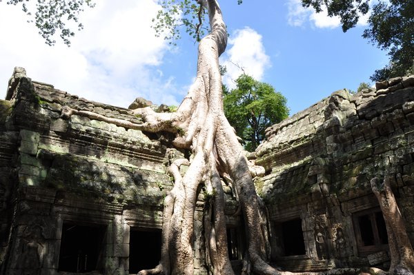 Ta Prohm temple and huge tree, one of the most famous views at Angkor