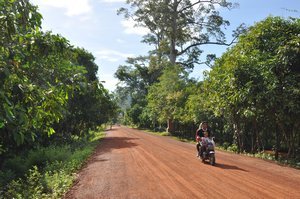 Road on the way to visit Banteay Srey temple, one famous for Khmer carving and artistic detail