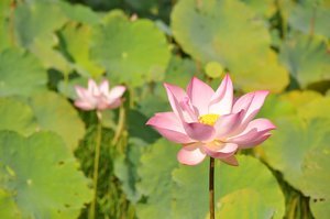 There was a pond full of lotus flowers