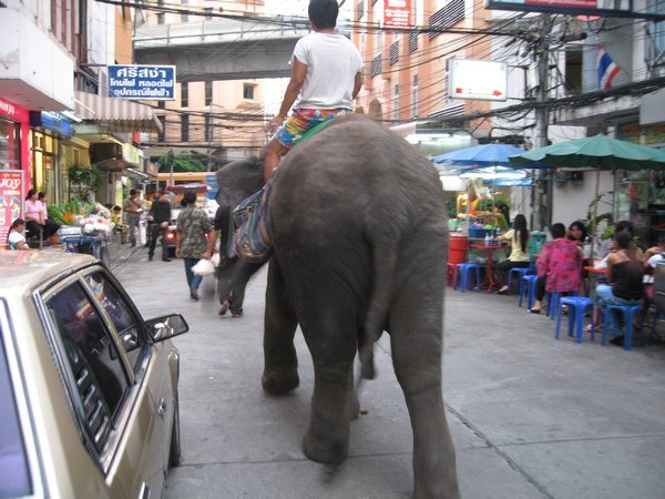 An elephant near our hotel, you can feed it sugar cane for $0.75, but this seems pretty sad