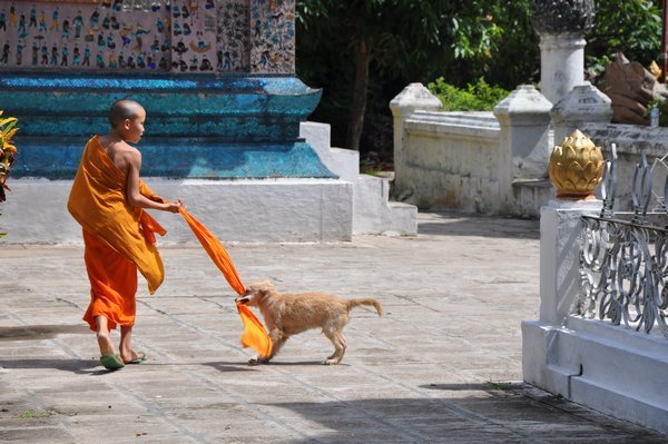 02 Young monk walking a dog using his robe