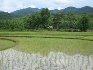 24 Driving by rice paddies on the way to a waterfall