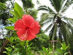39 Tropical flowers in town