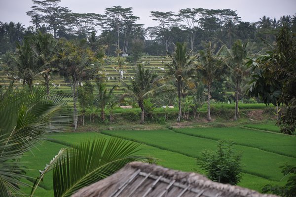 01 View of rice paddies from our hotel in Ubud