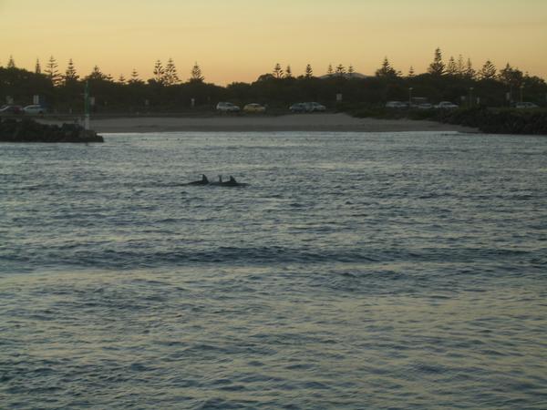 Dolphins @ Forster