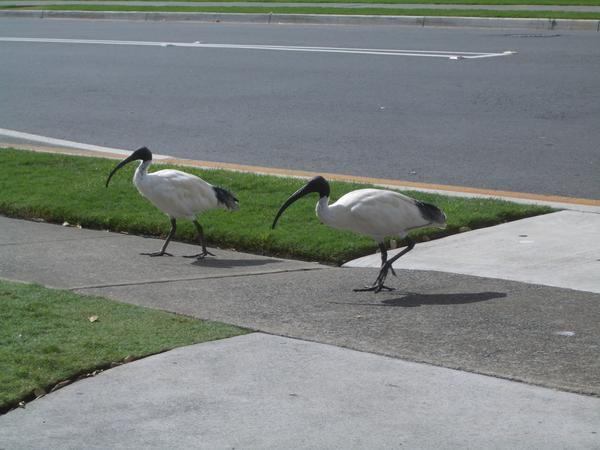 Australia's Stupid Birds
