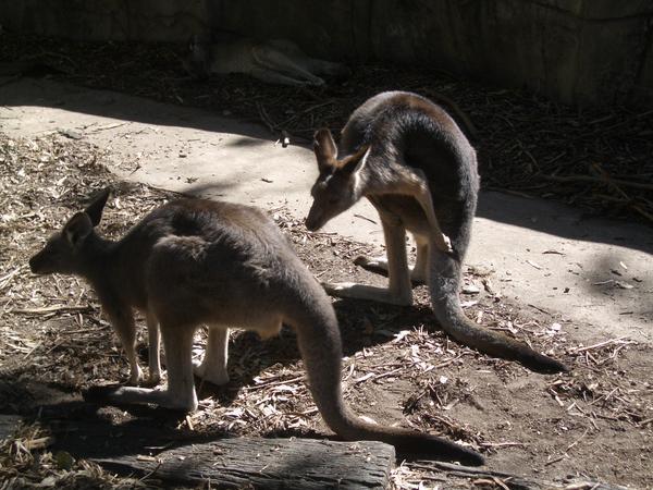 Kangaroos...got an itch!