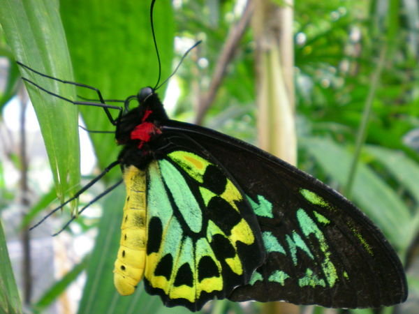 Huge Butterfly