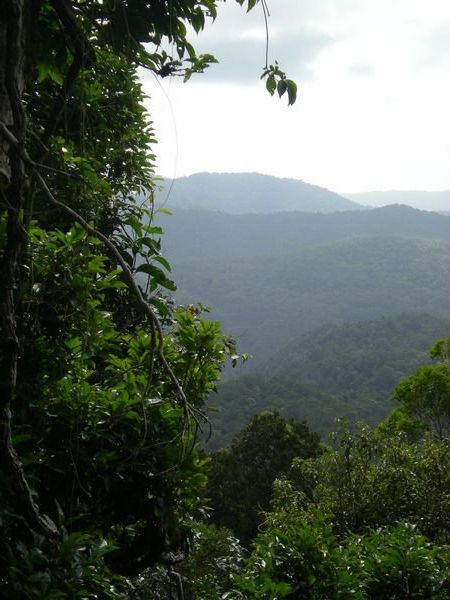 Rainforest scenery