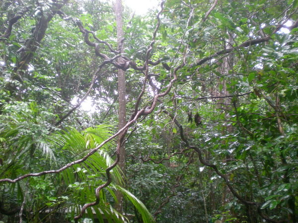 Rainforest's twists and twingles