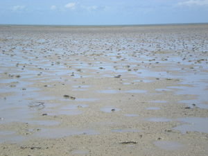 Shoreline of Cairns on low tide. If you look closely, they are crabs, not rocks