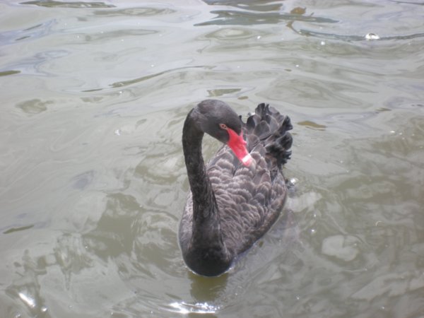 Black Swan!!