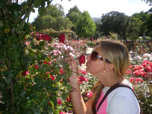 Rose garden at Dunedin Botanic Gardens. Smelled so gooood!
