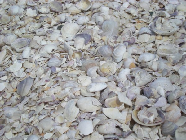 The white stuff on Shelly beach that you thought was sand was actually full of shells
