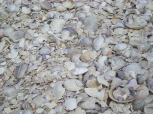 The white stuff on Shelly beach that you thought was sand was actually full of shells
