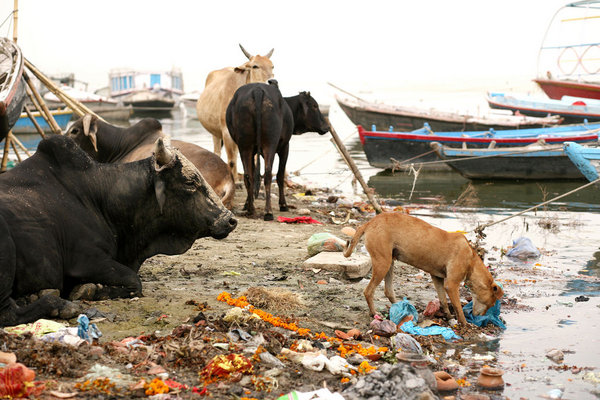 Holy Cows by the Ganges