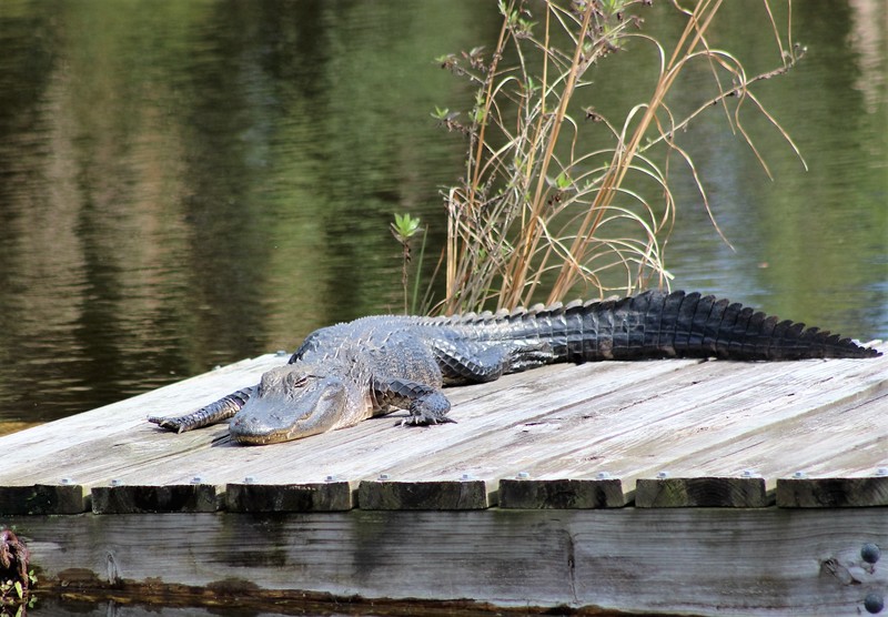 Finally a real alligator and he was sleeping