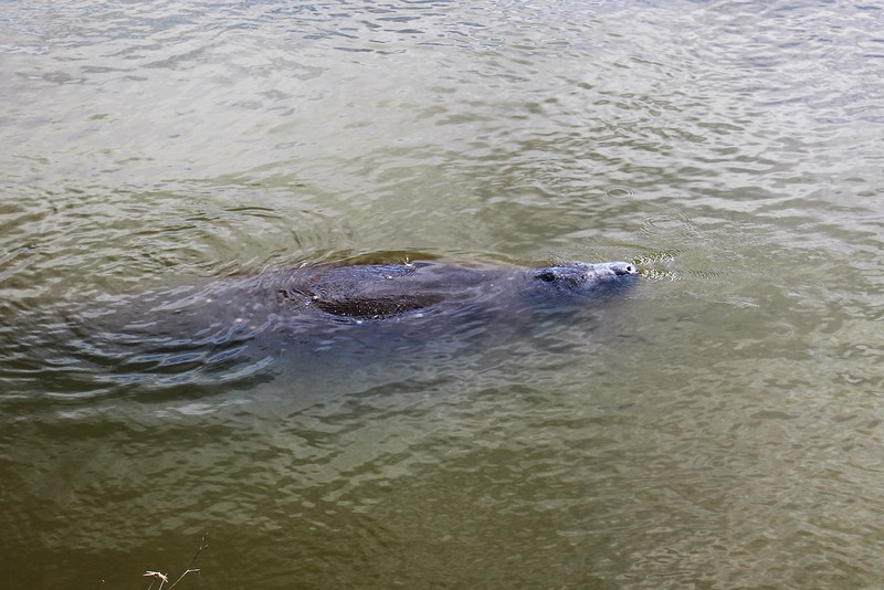 Manatee coming up for a breather