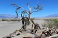 Mesquite Sand dunes...this tree has seen better days