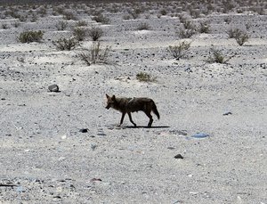 Official Death Valley National Park Greeter