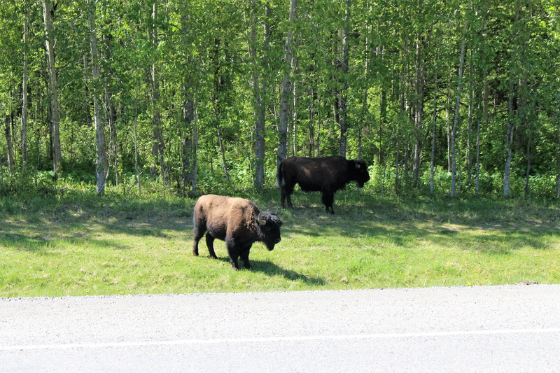 Two of the many Bison we saw roaming the side of the road