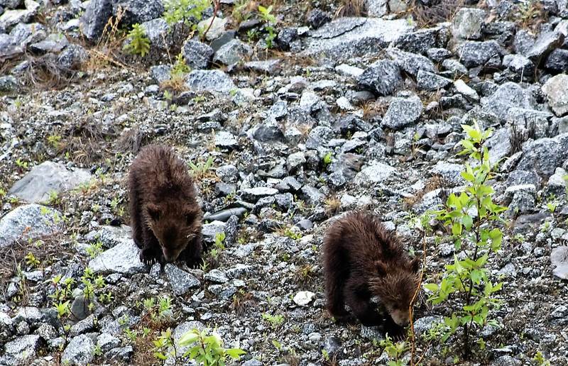 The two cubs were exploring their new world